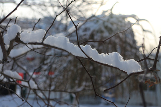 枝头落雪