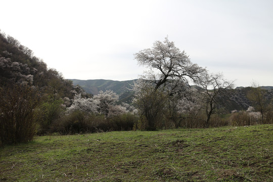 山谷野杏花