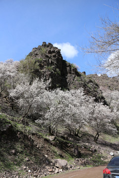 山坡杏花林