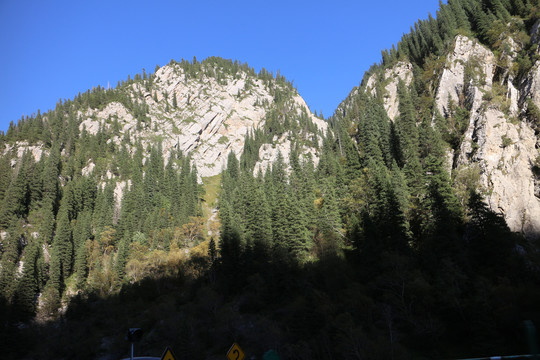 山峰松林