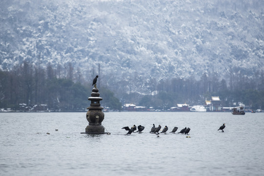 三潭印月雪霁