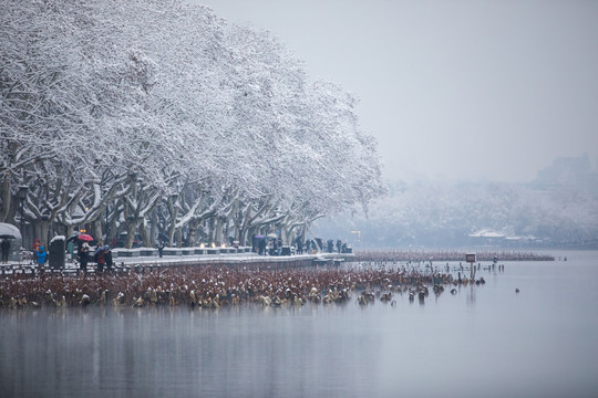 西湖雪韵