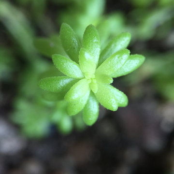 多肉植物