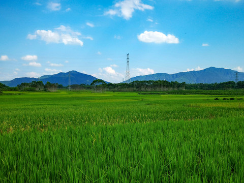 江南稻田