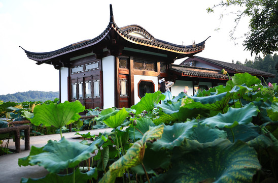 杭州西湖曲院风荷园林景观