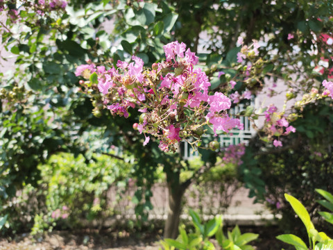 紫薇花特写