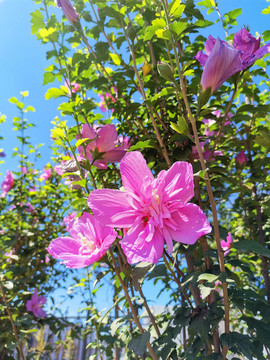 木槿花