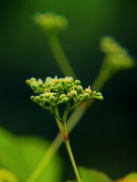 葡萄花