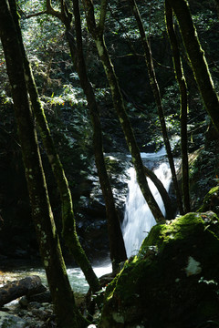 树林森林瀑布