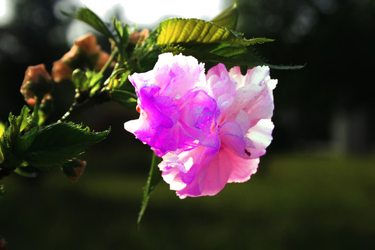 粉色樱花