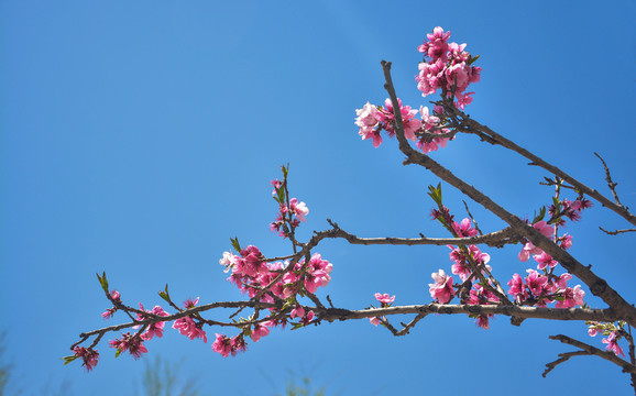 桃花