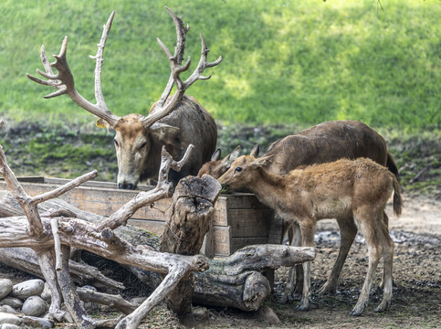 野生动物园里正在吃食的麋鹿