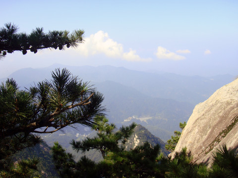 山上的松树