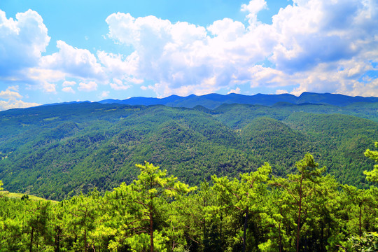 高山松林风光