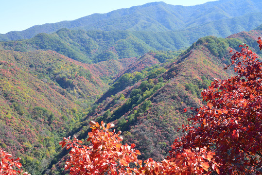 三门峡甘山红叶