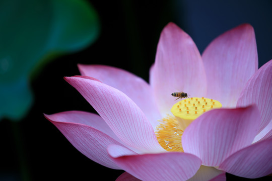 荷花和蜜蜂