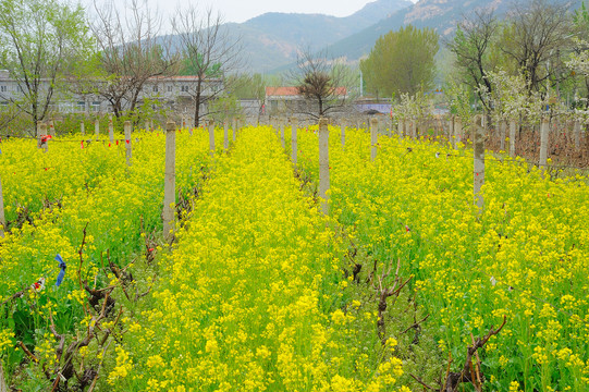 油菜花田