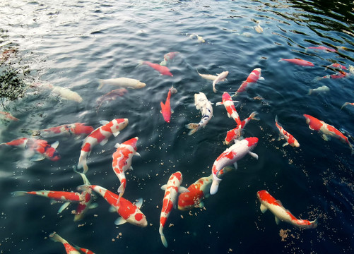 水中锦鲤