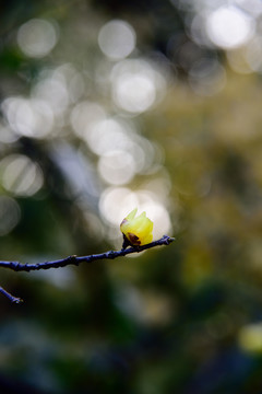 一朵腊梅花