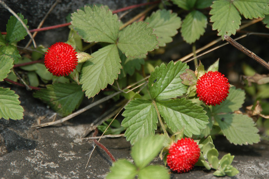 野草莓