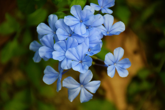 蓝雪花