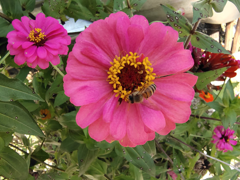 百日菊与蜜蜂