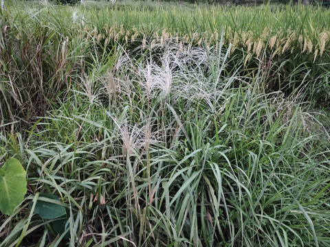 高山芒