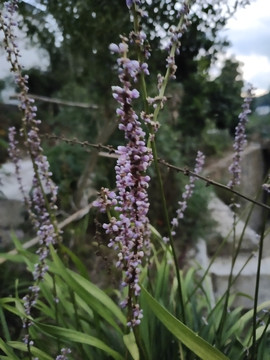 麦冬花特写