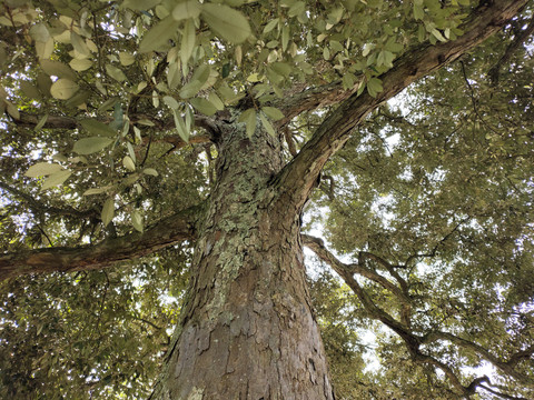 红椆树枝叶特写