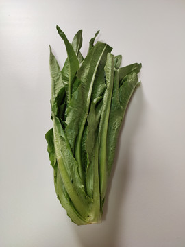 新鲜油麦菜