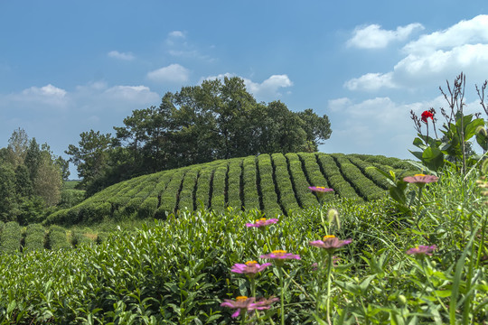 茶田茶山素材