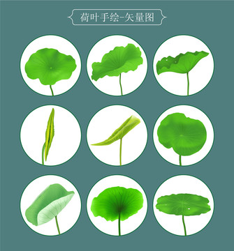 荷葉