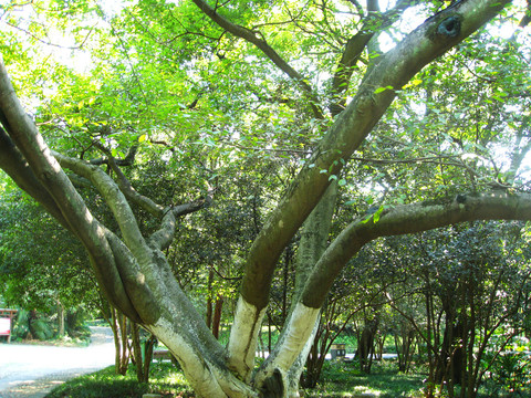 采石矶150年古树