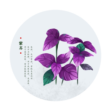 紫蘇