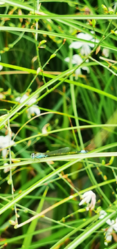 蓝色透明蜻蜓