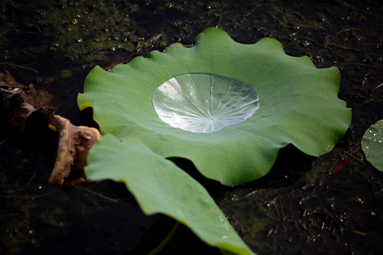 露水荷叶