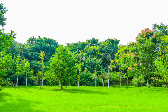 树林草坪天空