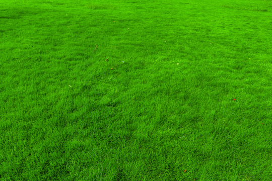 绿色草坪背景