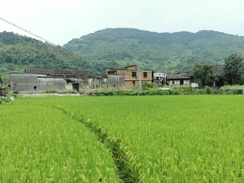 水稻田