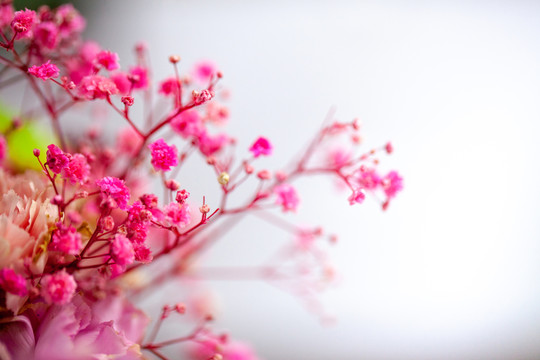 美丽的花卉满天星特写