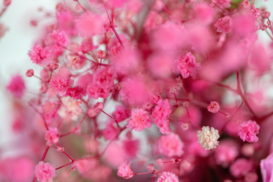 美丽的花卉满天星特写