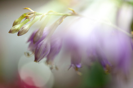 紫玉簪花卉特写