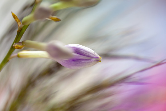 紫玉簪花卉特写