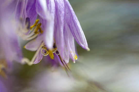 紫玉簪花卉特写