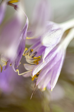 紫玉簪花卉特写