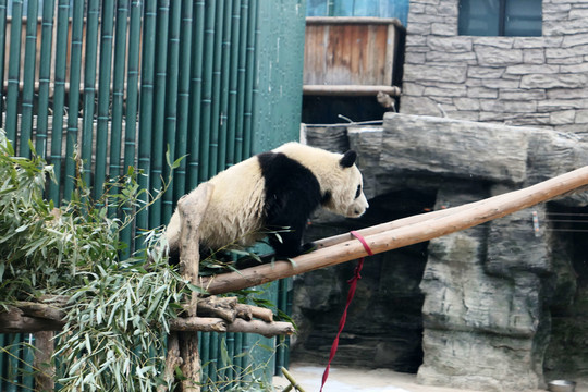 爬行的大熊猫