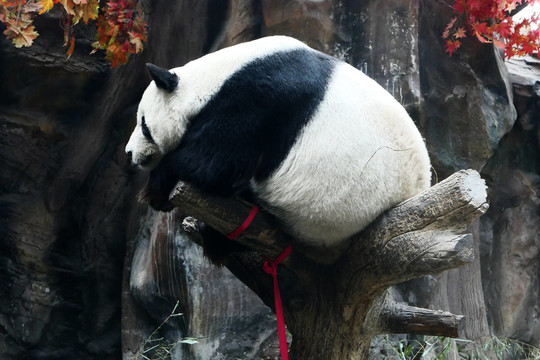 枝杈上栖息的大熊猫