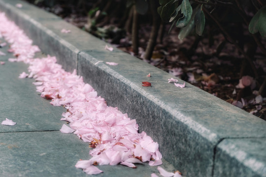 地上的樱花花瓣