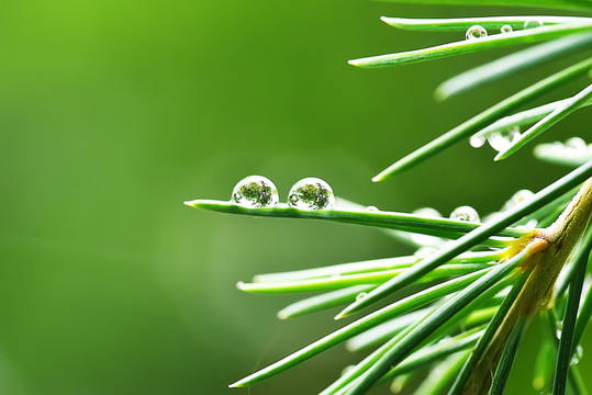 春雨松叶