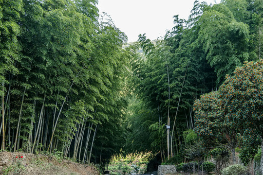 仰拍竹林